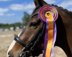 dressage horse Felino Fiton (Hanoverian, 2014, from Foundation 2)