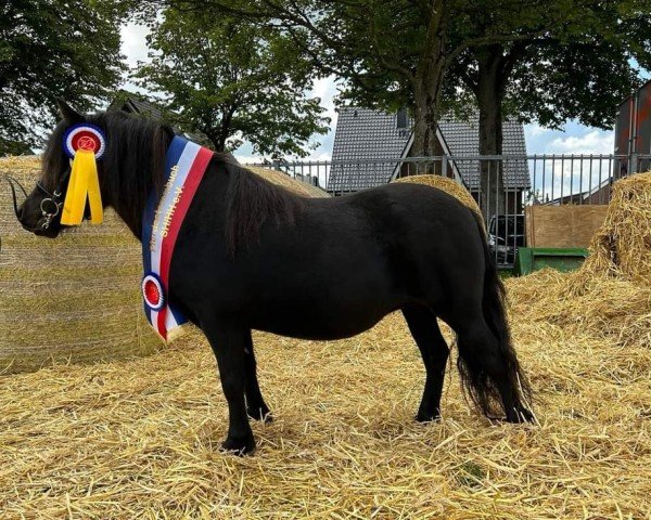 broodmare Rocket vom Alstertal (Shetland Pony, 2019, from Flamingo)