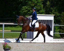 dressage horse Feiner Rosenfürst (German Sport Horse, 2018, from Fürstenball)