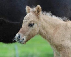 foal by Ares vom Alstertal (Shetland Pony, 2024, from Arrow vom Alstertal)