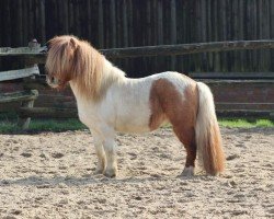 stallion Arrow vom Alstertal (Shetland Pony, 2016, from Amadeus von Dalberg)