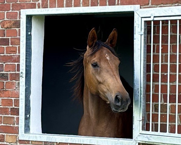 broodmare Valerie (Hanoverian, 2015, from Van Vivaldi)