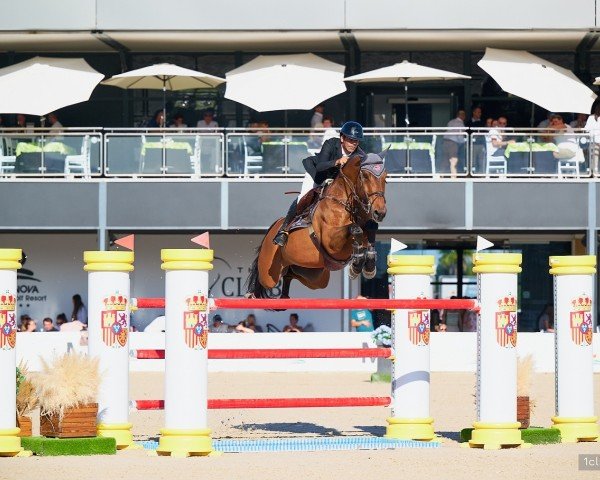 jumper Jup (KWPN (Royal Dutch Sporthorse), 2010, from Carrera VDL)