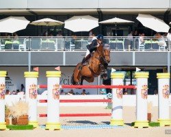 Springpferd Jup (KWPN (Niederländisches Warmblut), 2010, von Carrera VDL)