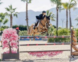 jumper Tapioca (Zangersheide riding horse, 2016, from Tangelo van de Zuuthoeve)