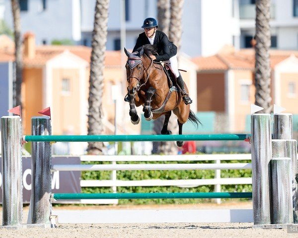 jumper Quark de Preuilly Z (Zangersheide riding horse, 2013, from Quaprice Z)