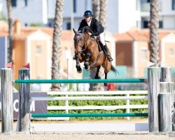 jumper Quark de Preuilly Z (Zangersheide riding horse, 2013, from Quaprice Z)