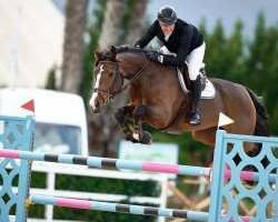 jumper Cascalou 3 (Hanoverian, 2014, from Cascadello)