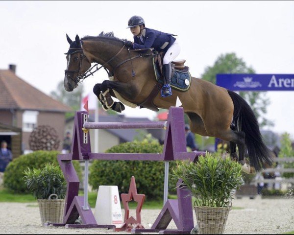 jumper Baby Woodrose (Danish Warmblood, 2012, from Party Dance)