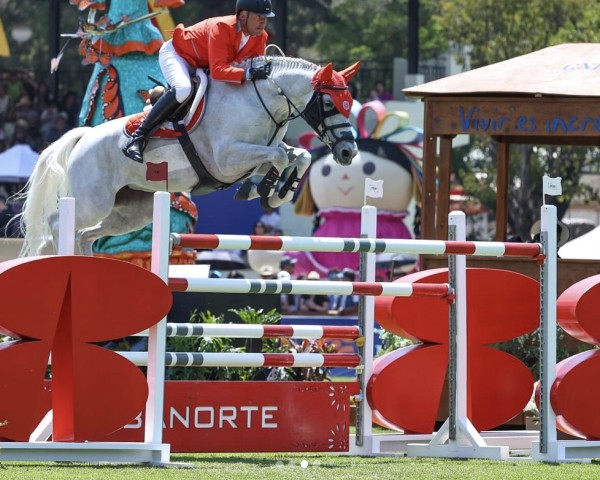 Springpferd Hoselinde (KWPN (Niederländisches Warmblut), 2012, von Campbell VDL)