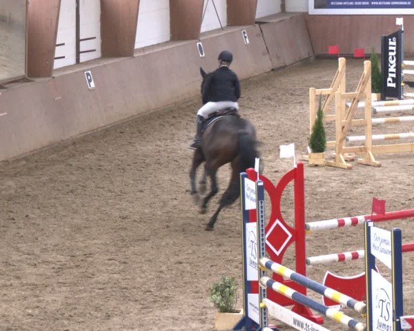 Reitturnier Bad Salzuflen 2024