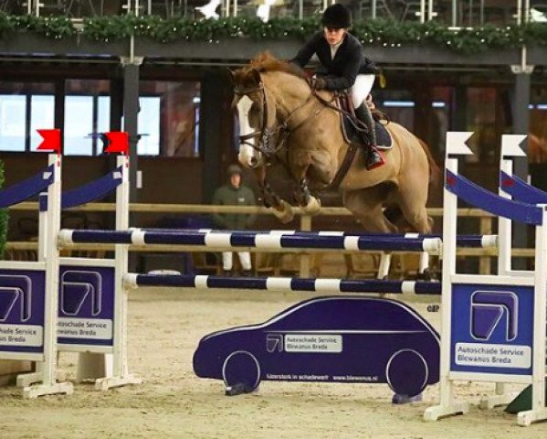 jumper Bart de la Plaine (KWPN (Royal Dutch Sporthorse), 2006, from Quantum)