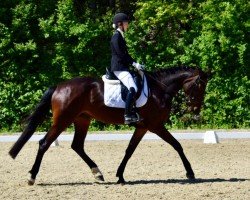 broodmare Donna Rubina (Austrian Warmblood, 2020, from Dinken)