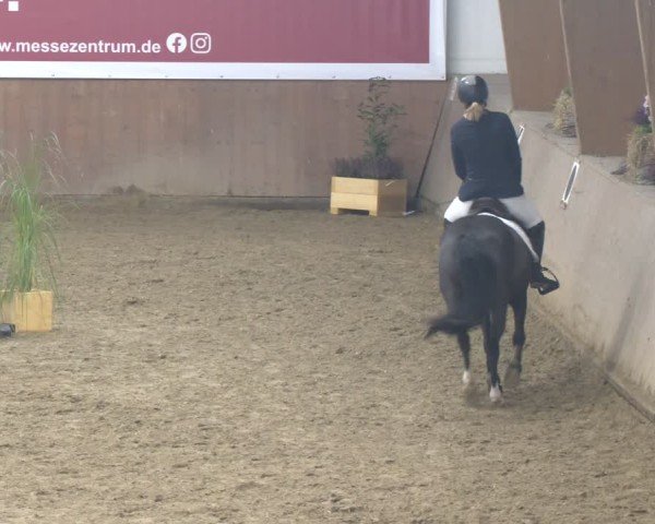 Reitturnier Bad Salzuflen 2024