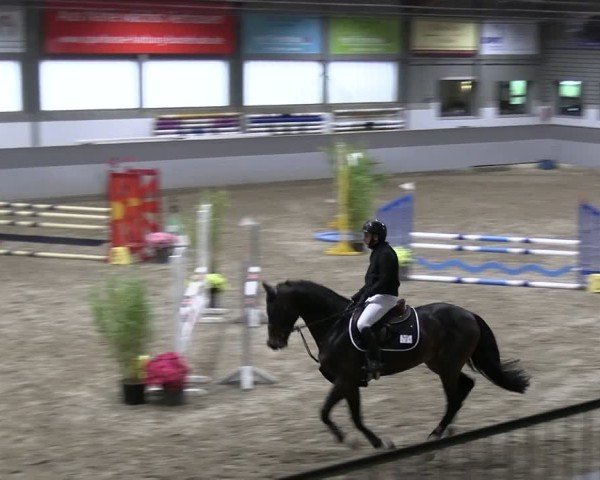 Reitturnier AZL Luhmühlen 2024