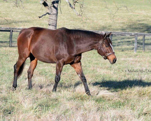 broodmare Belles Finale xx (Thoroughbred, 2014, from Ghostzapper xx)