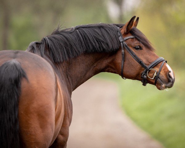 dressage horse Escantos (Holsteiner, 2017, from Escolar)