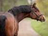 dressage horse Escantos (Holsteiner, 2017, from Escolar)