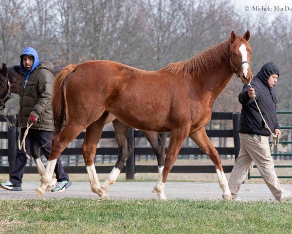 horse Stute von Tapit xx (Thoroughbred, 2022, from Tapit xx)