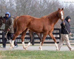 Pferd Stute von Tapit xx (Englisches Vollblut, 2022, von Tapit xx)