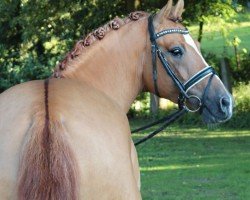 dressage horse Deluxe von Nüx (German Riding Pony, 2020, from Dimension AT NRW)