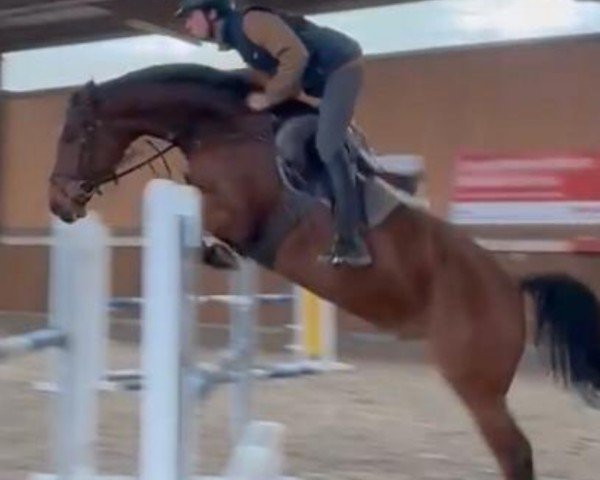 jumper Evarado (KWPN (Royal Dutch Sporthorse), 2018, from Emir R)