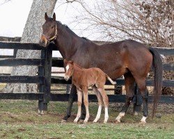 broodmare Catwalking xx (Thoroughbred, 2019, from Curlin xx)