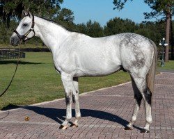 horse Magic on Tap xx (Thoroughbred, 2016, from Tapit xx)