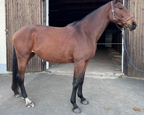 dressage horse Nechrista (Hanoverian, 2019, from Nechristo)