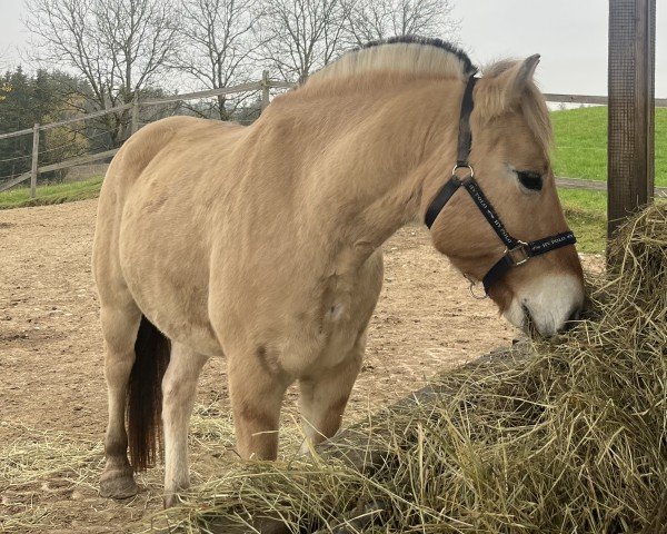 Pferd Kenai vom Matthof (Fjordpferd, 2014, von Kvest Halsnæs)