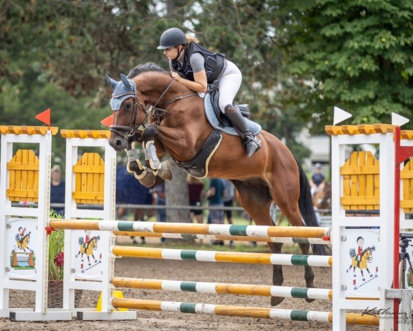 dressage horse Carenzos Casanova (Hanoverian, 2013, from Carenzo)