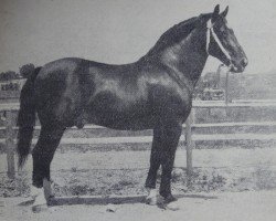 stallion Lordus Mo 432 (Heavy Warmblood, 1945, from Lord I Mo 189 (OF 1678))