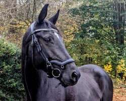 broodmare Sweet Szaffi (Oldenburg, 2019, from Desperado)