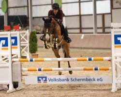 jumper Santiago 305 (Oldenburg show jumper, 2019, from Stakkato Gold)