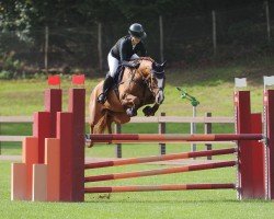 jumper Kaatje W (Oldenburg show jumper, 2018, from Ludwigs As)