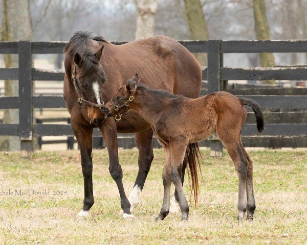 broodmare Zinzay xx (Thoroughbred, 2011, from Smart Strike xx)