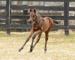 foal by Hengst von Uncle Mo xx (Thoroughbred, 2024, from Uncle Mo xx)