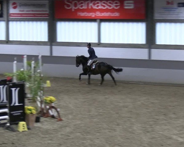 Reitturnier AZL Luhmühlen 2024