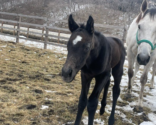 broodmare Reframe xx (Thoroughbred, 2018, from American Pharoah xx)