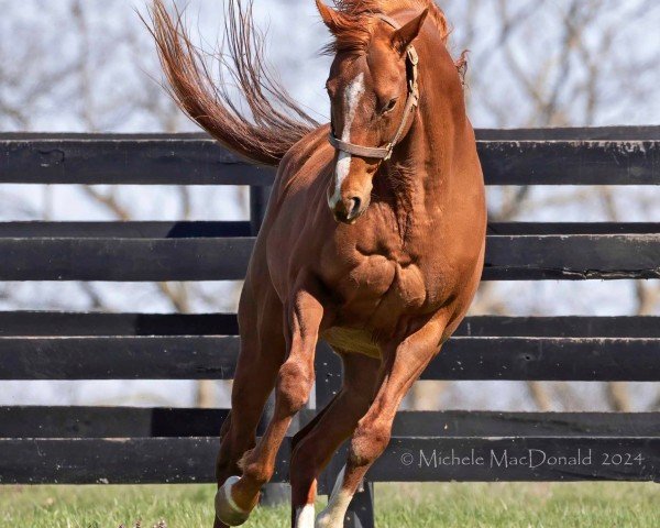 horse Triple Tap xx (Thoroughbred, 2018, from Tapit xx)