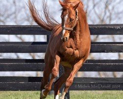 horse Triple Tap xx (Thoroughbred, 2018, from Tapit xx)