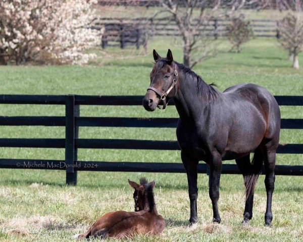 broodmare Sweetened xx (Thoroughbred, 2019, from Candy Ride xx)