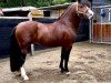 dressage horse Holsteins Nobody (Welsh-Cob (Sek. D), 2020, from Holsteins Namur)