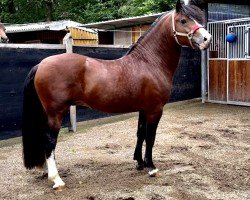 Dressurpferd Holsteins Nobody (Welsh-Cob (Sek. D), 2020, von Holsteins Namur)