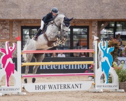 jumper Charlie Sheen 4 (Oldenburg show jumper, 2011, from Chacco-Blue)