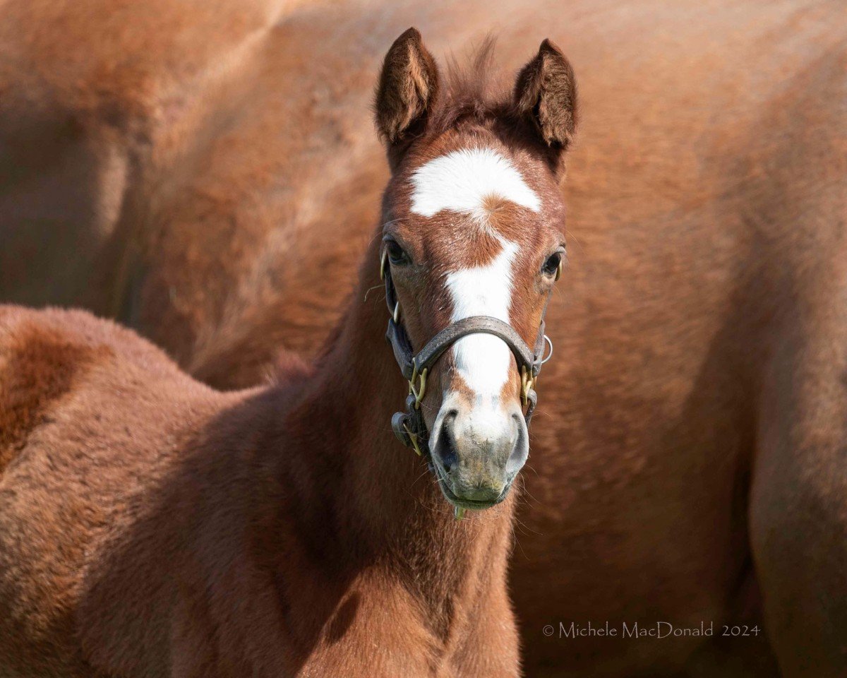Pferd Stute von Tapit xx (Englisches Vollblut, 2024, von Tapit xx)