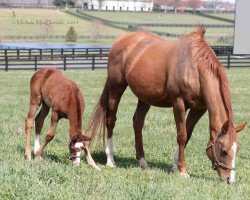 broodmare Princess Arabella xx (Thoroughbred, 2009, from Any Given Saturday xx)