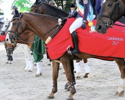 Springpferd A-Corina (Holsteiner, 2008, von Calazio 170 FIN)