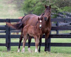 broodmare Park Avenue xx (Thoroughbred, 2018, from Quality Road xx)