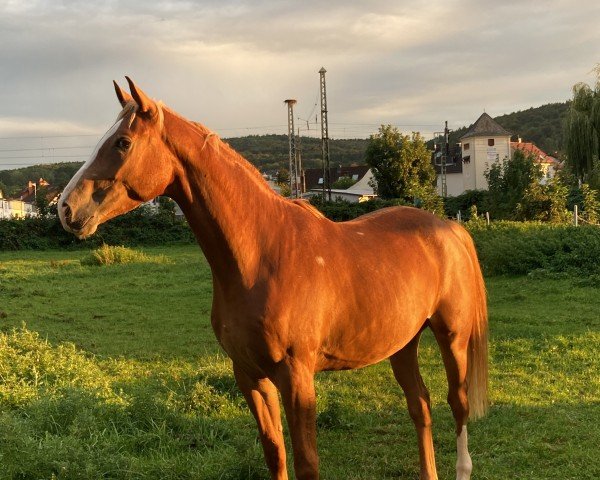 Dressurpferd Grand Deyk (Trakehner, 2020, von Zauberdeyk)